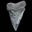 Huge, Fossil Mako Shark Tooth - Georgia #75050-1